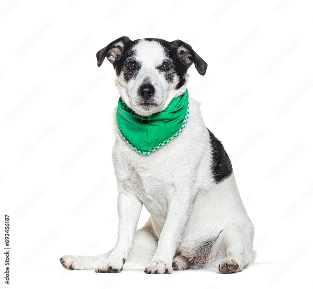 Mongrel Dog earing a green scarf, isolated on white