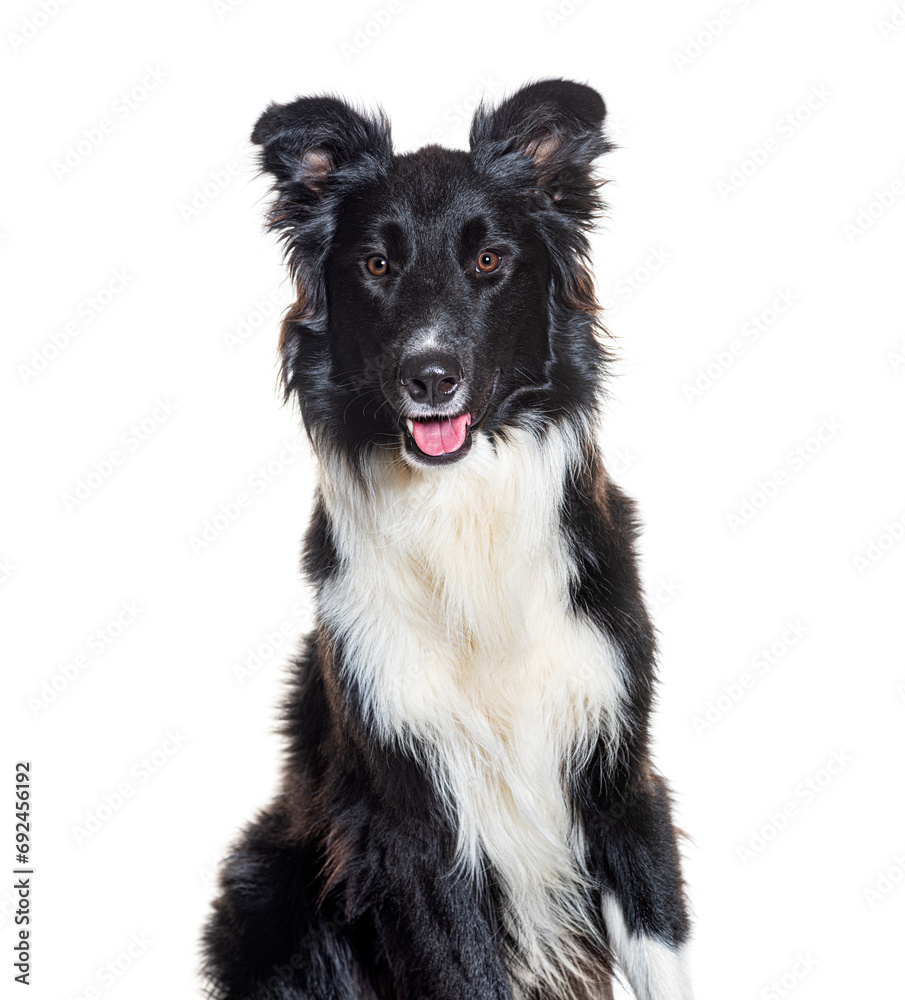 Head shot of Black and white Border Collie panting, isolated on white