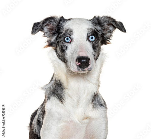 Head shot of a Border Collie blue eyed, isolated on white