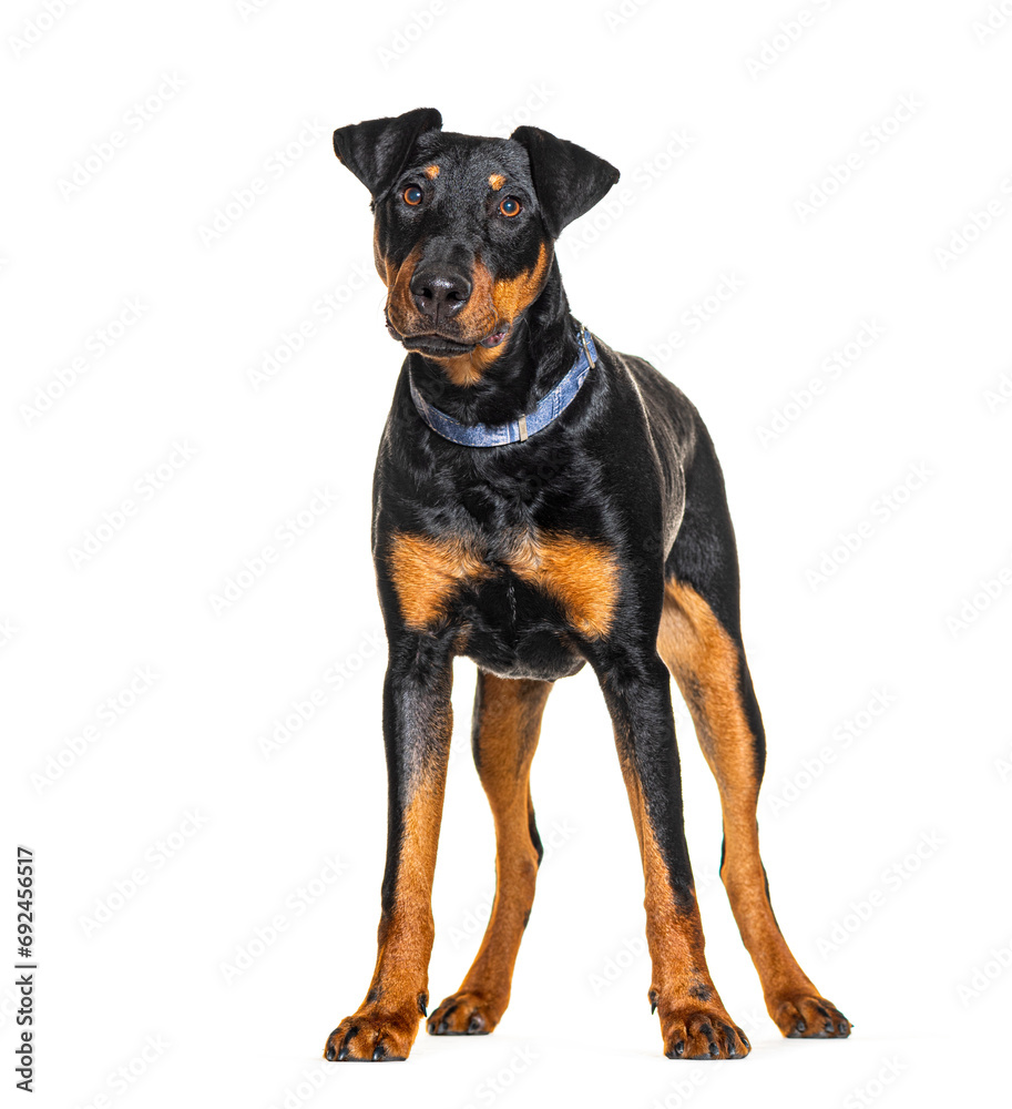 Jagdterrier wearing a dog collar, isolated on white Jagdterrier wearing a dog collar, isolated on white