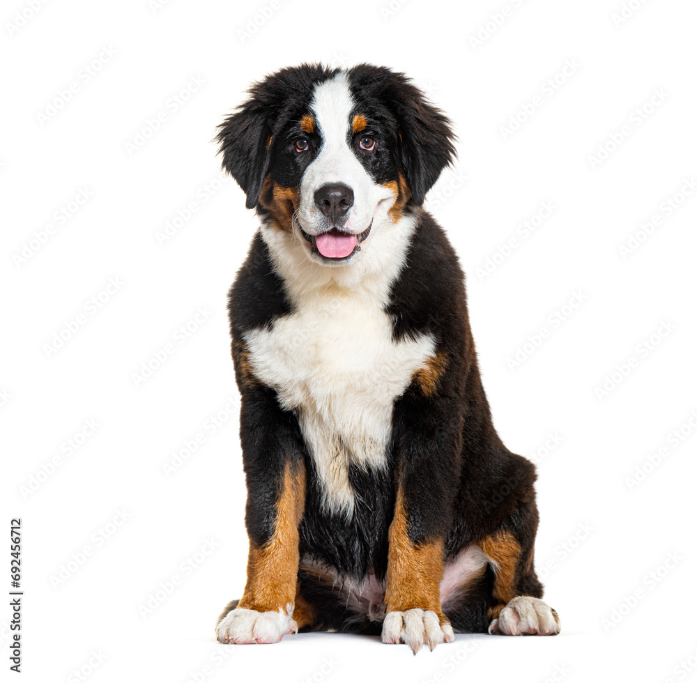Happy Bernese monutain dog puppy Panting, four months old, isolated on white