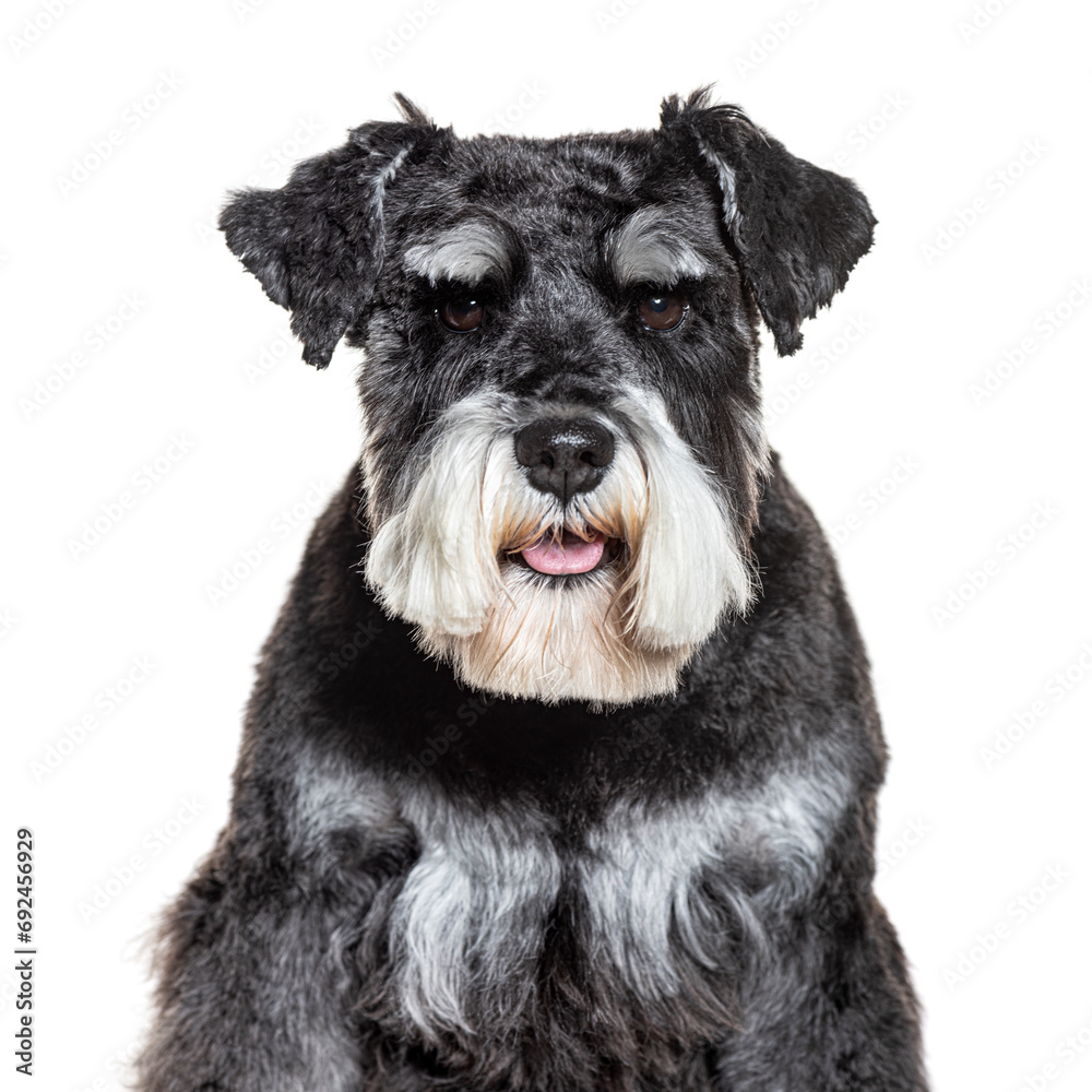 Head shot of Standard Schnauzer panting, isolated on white