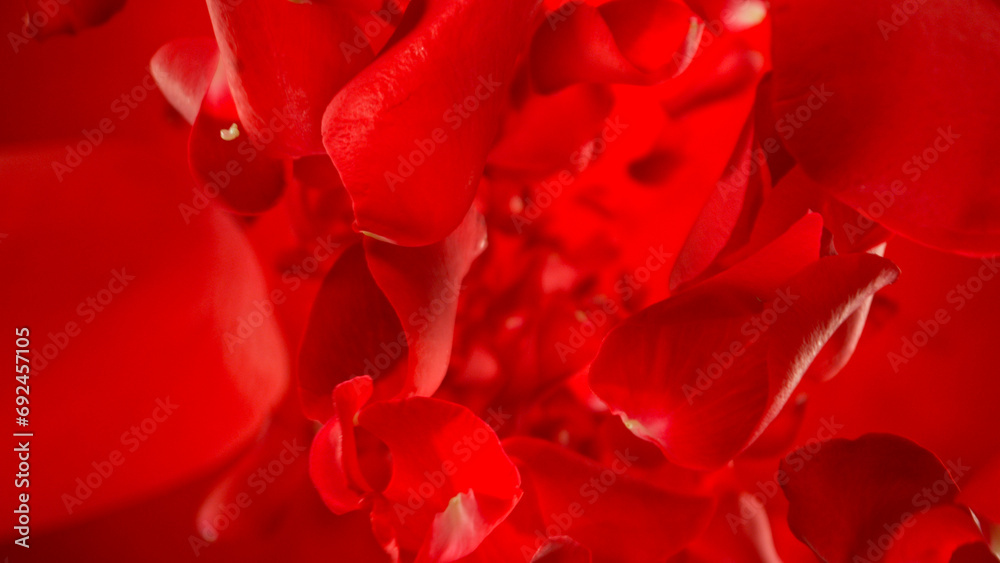 Naklejka premium Freeze motion of flying rose petals on red gradient background