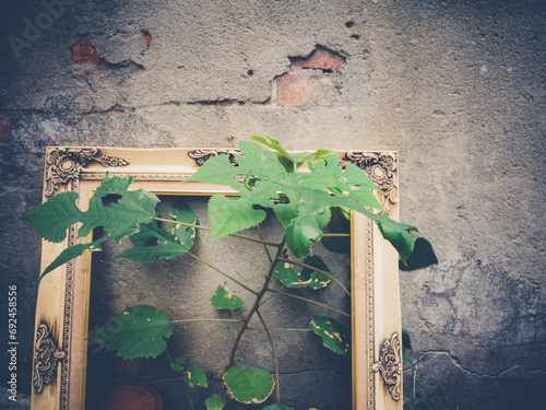 Plant growing inside an abandoned picture frame leaning on a wall. Toned image.