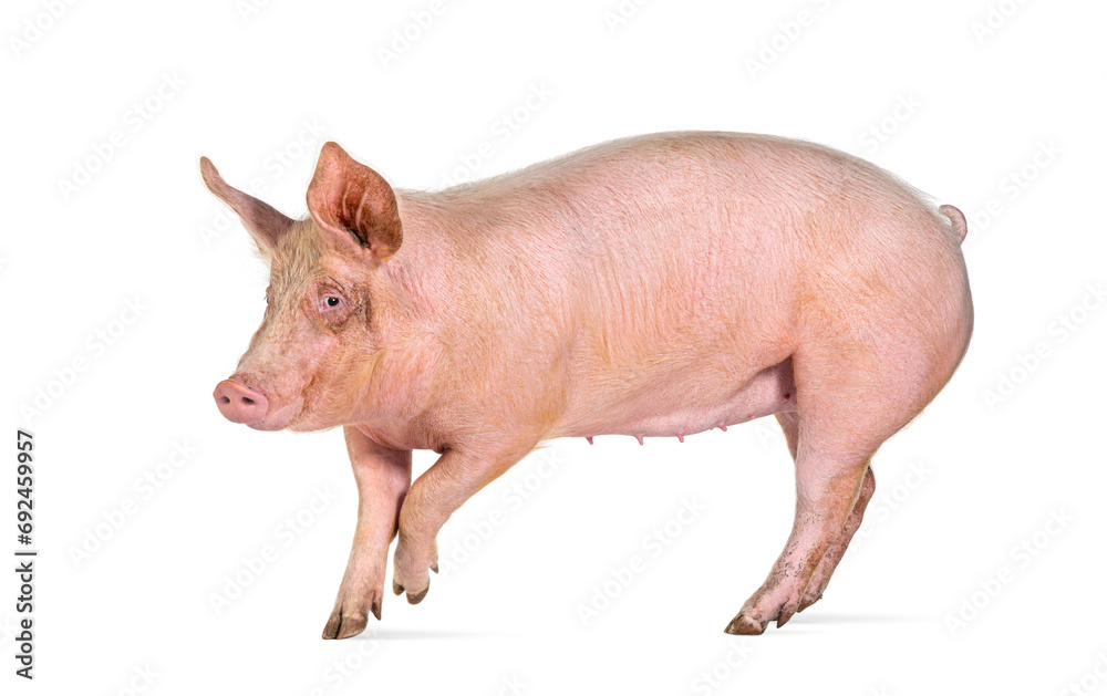Side view of a Domestic pig walking, isolated on white Side view of a Domestic pig walking, isolated on white