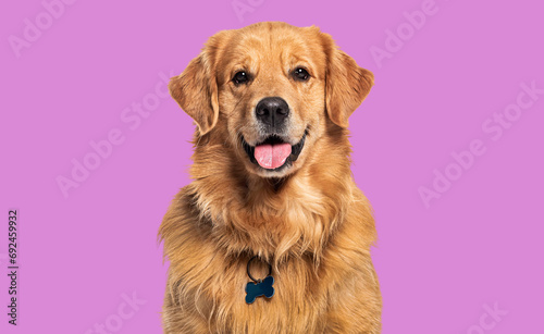 Head shot of a Happy panting Golden retriever dog looking at camera  wearing a collar and identification tag