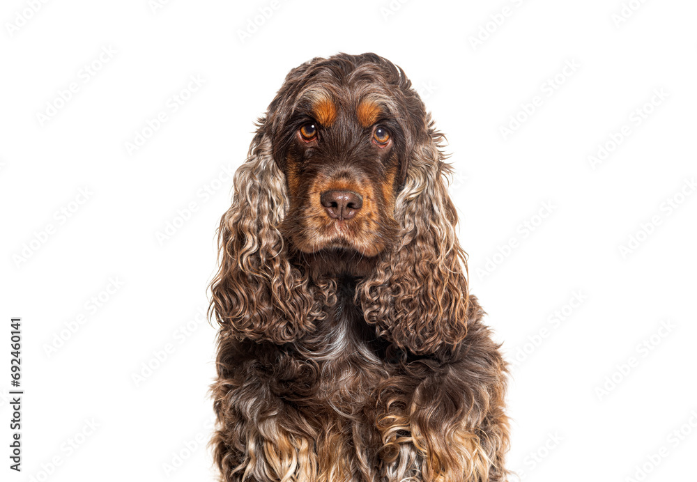 Head shot of a English cocker spaniel looking at the camera, isolated on white Head shot of a English cocker spaniel looking at the camera, isolated on white
