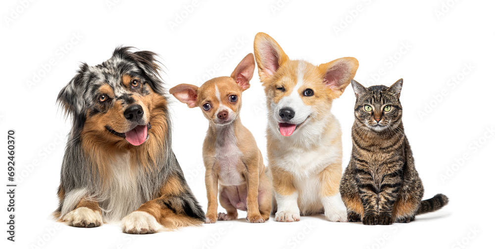 Friendly alert Pets together side by side in a row looking at the camera, isolated on white