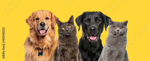 Photography Cats and dogs, together in a row, against yellow background