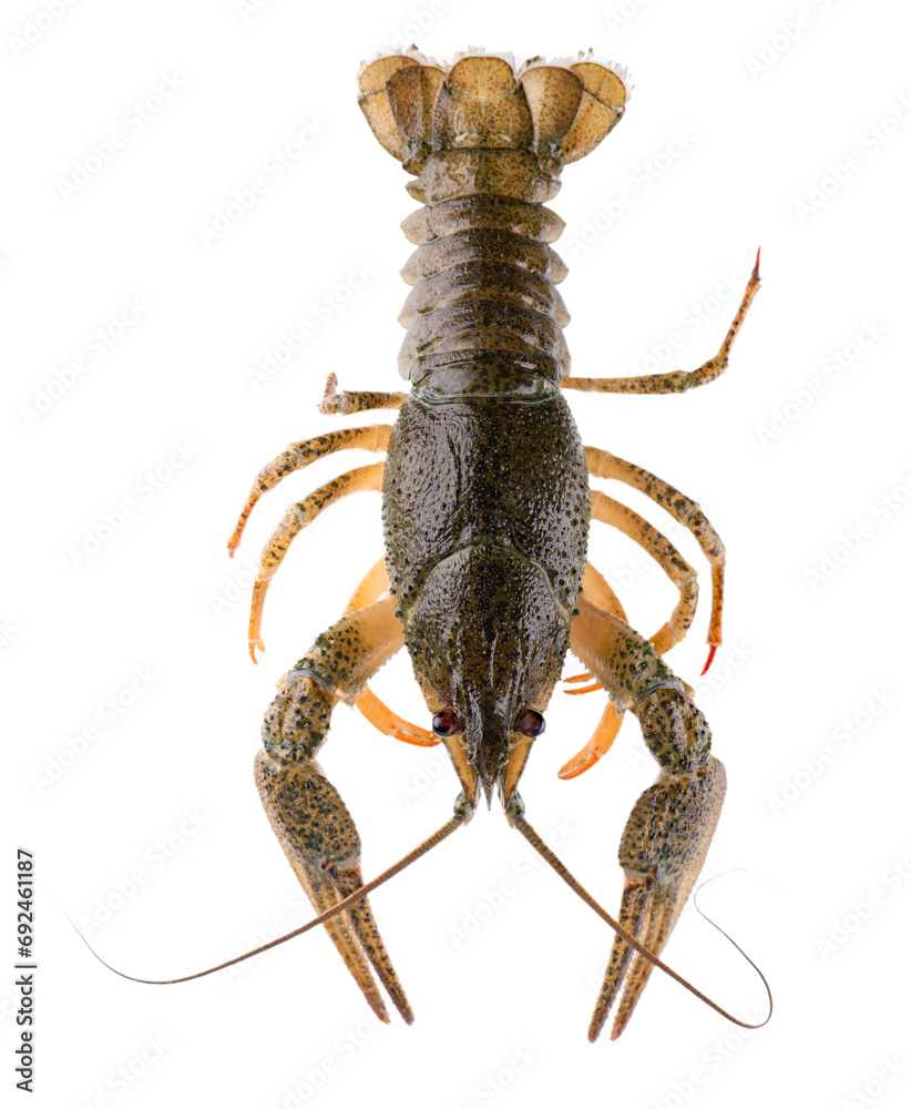 Live crayfish isolated on white background. Clipping path. Top view. Live crayfish isolated on white background. Clipping path. Top view.