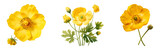 Set of yellow buttercup flower. Wildflower beauty.