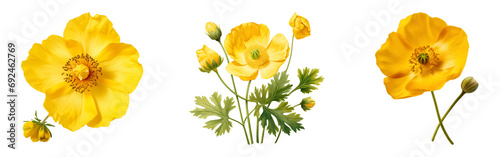 Set of yellow buttercup flower. Wildflower beauty. photo
