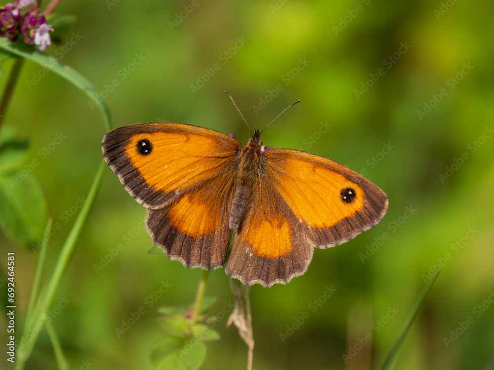 Gatekeeper Butterlfy Resting. Wings Open. Gatekeeper Butterlfy Resting. Wings Open.