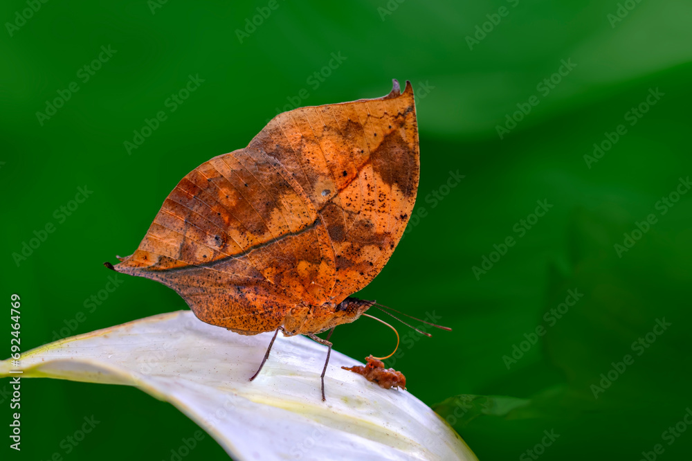 Obraz premium Dead leaf butterfly , Kallima inachus, aka Indian leafwing, standing wings folded on a bamboo branch, dead leaf imitation.