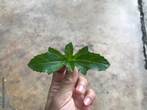 human hand holding green small leaf photo