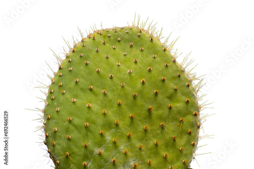 Cactus Vektor Ausgeschnitten