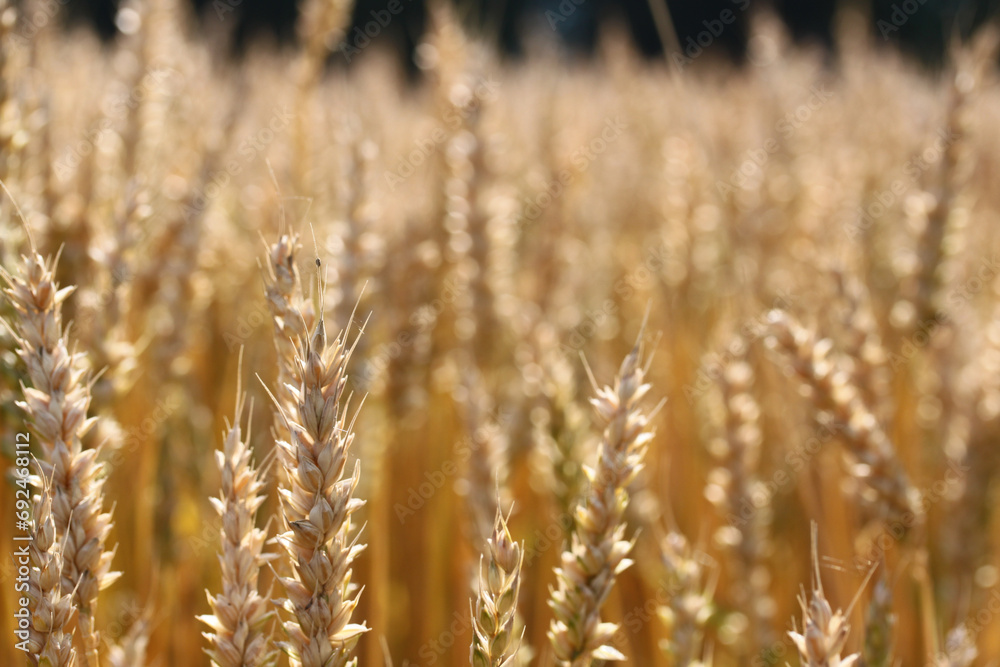 golden wheat field golden wheat field