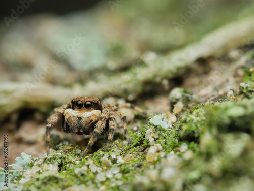 Jumping spider on the mossy wood