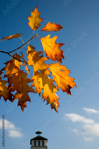 Turmspitze mit bunten Bl  ttern der Eiche Eichenbl  ttern Herbst