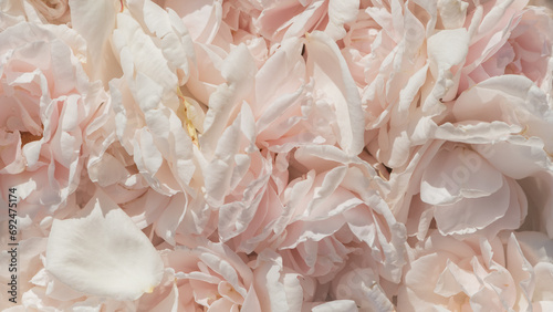 background with close up of soft pink rose petals photo
