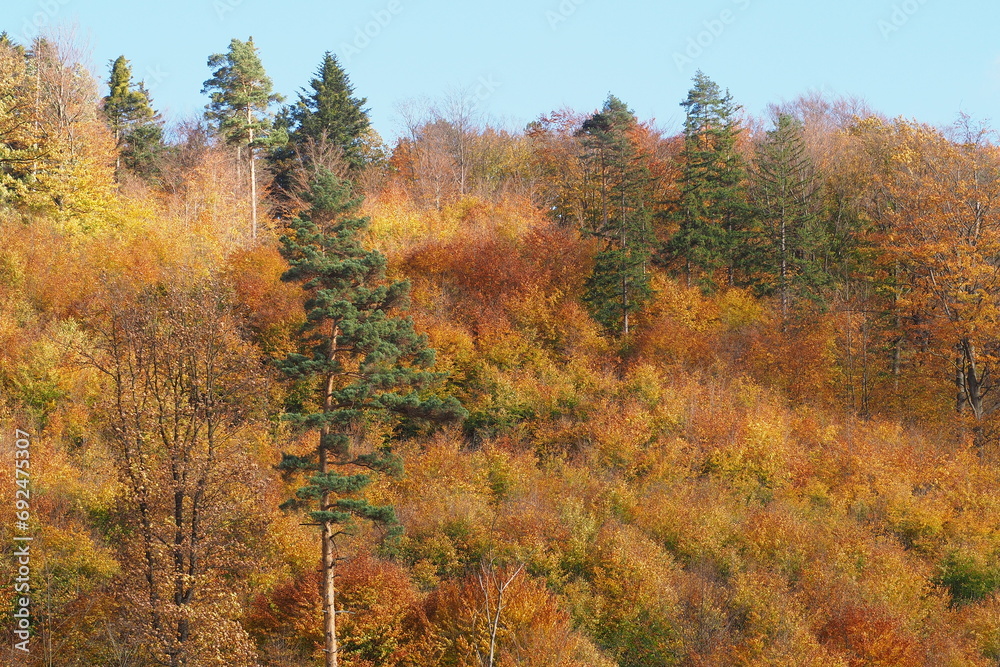 Złoty las jesienią