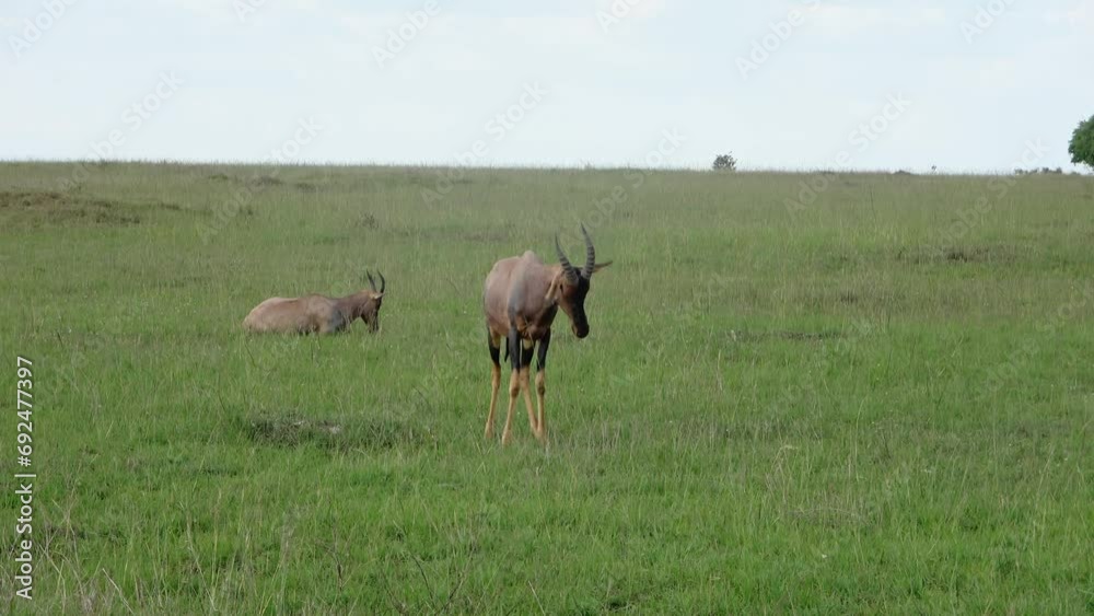 Gazelles in the high grass in the wild in Africa. Gazelles in the high grass in the wild in Africa.