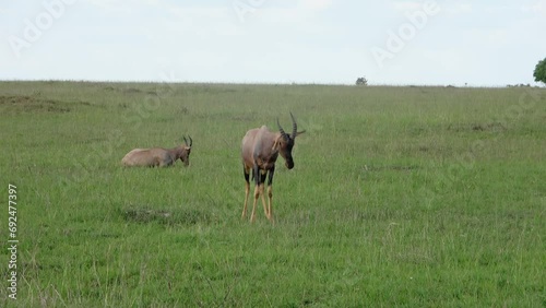 Gazelles in the high grass in the wild in Africa.