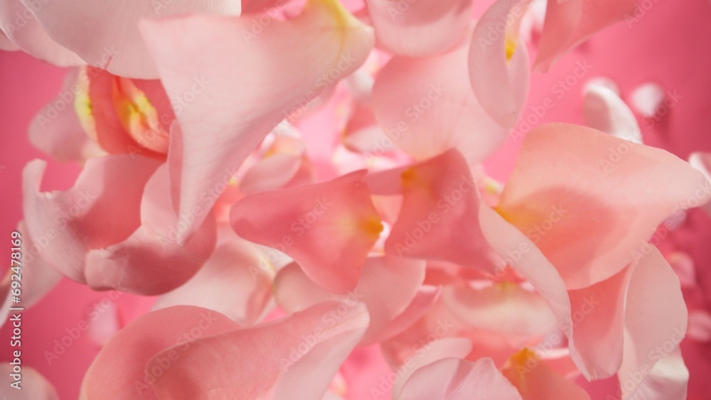 Fototapeta premium Falling Pink Rose Petals, Isolated on Colored Background.