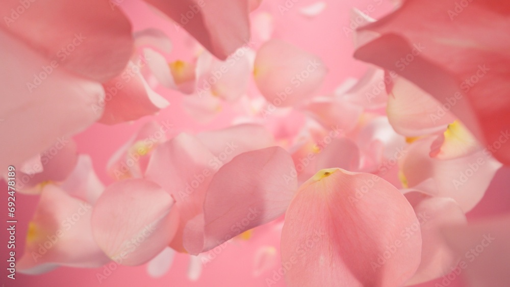 Falling Pink Rose Petals, Isolated on Colored Background.