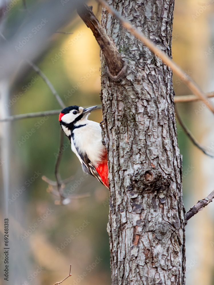 Great spotted woodpecker, Dendrocopos major, knocks on the bark of a tree, extracting edable insects. Bird in autumn forest at sunset. Great spotted woodpecker, Dendrocopos major, knocks on the bark of a tree, extracting edable insects. Bird in autumn forest at sunset.