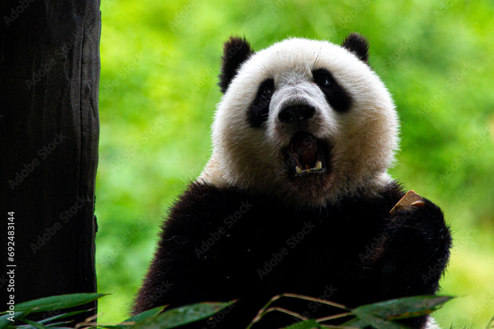 Fototapeta premium Giant panda bear