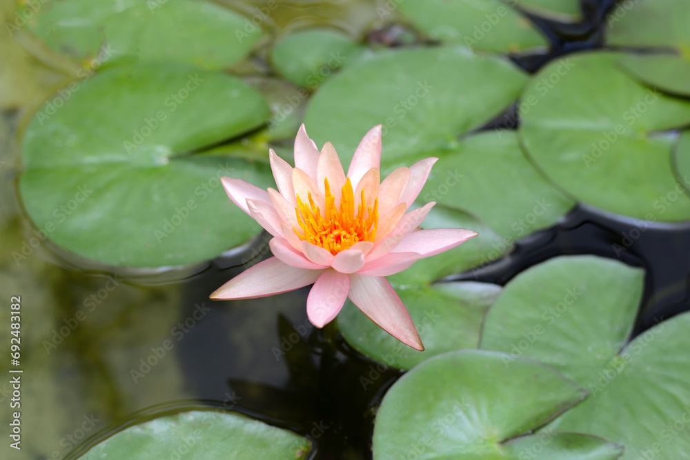 Beautiful waterlily or lotus flower with green leaves Beautiful waterlily or lotus flower with green leaves