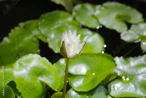 Cuadro en lienzo Beautiful waterlily or lotus flower with green leaves