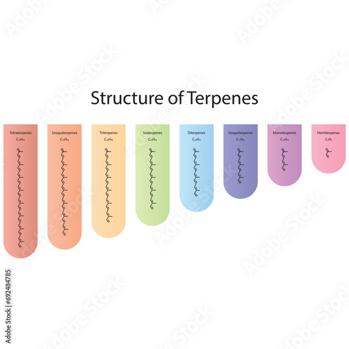 Diagram of Terpenes structure - Hemiterpenes, Monoterpenes, Diterpenes, Tetraterpenes and more - skeletal structure. 