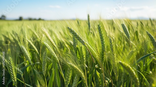 close up of green wheat field. plantations waiting for harvest, depth of field is low.