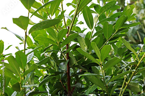 Caucasian plum is a beautiful ornamental tree. Prunus laurocerasus caucasica.
