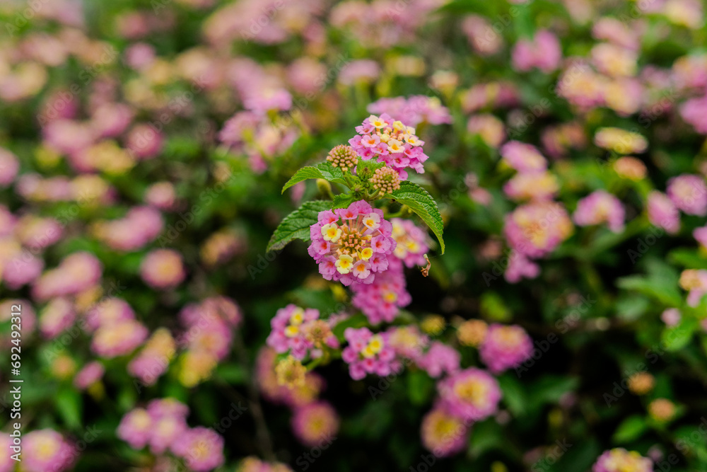 pink flower in the garden pink flower in the garden