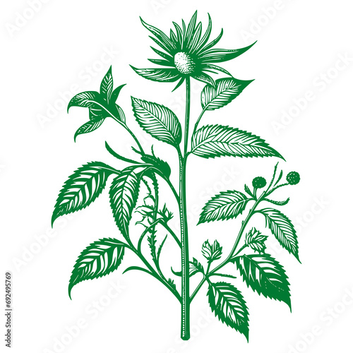 Botanical Leaf vector illustration