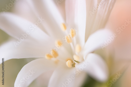 close up of white flower