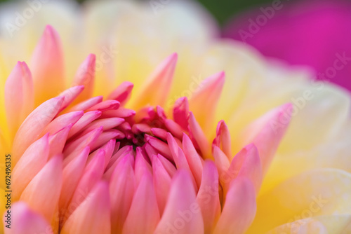 close up of pink dahlia flower