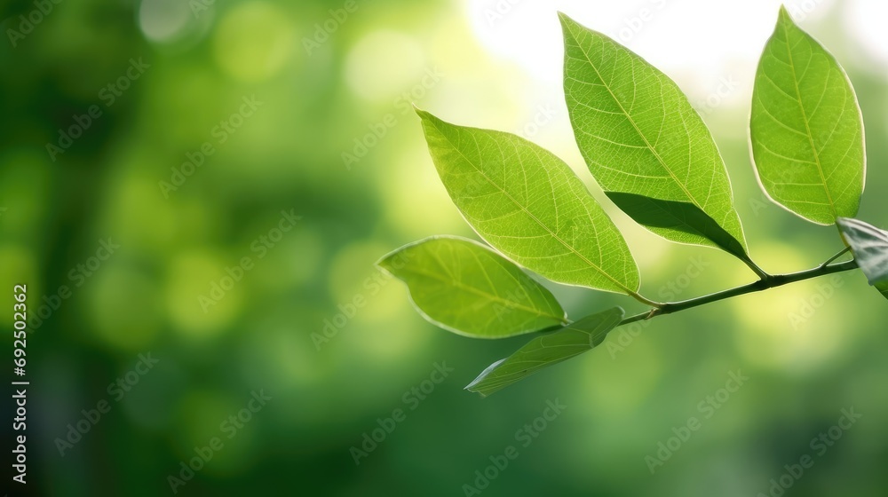 Eco-Friendly Elegance: Green Leaf Close-Up on Sunlit Blurred Greenery Eco-Friendly Elegance: Green Leaf Close-Up on Sunlit Blurred Greenery