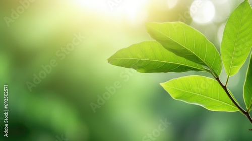 Eco-Friendly Elegance  Green Leaf Close-Up on Sunlit Blurred Greenery