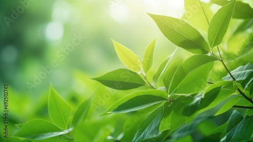 Eco-Friendly Elegance: Green Leaf Close-Up on Sunlit Blurred Greenery