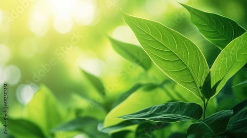 Eco-Friendly Elegance: Green Leaf Close-Up on Sunlit Blurred Greenery