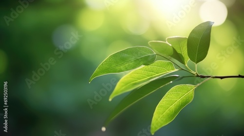 Eco-Friendly Elegance  Green Leaf Close-Up on Sunlit Blurred Greenery