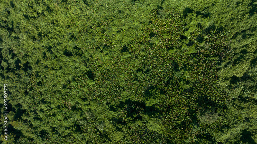 Aerial view of tropical forest landscape