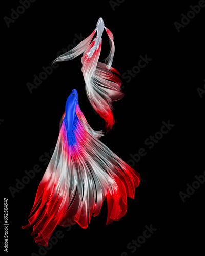 White fighting fish, long flowing red tail, has large red spots, looks like a Tanjo koi fish. Small beautiful fish. Popularly raised to watch or play fighting sports in the past. 3D Rendering.. photo