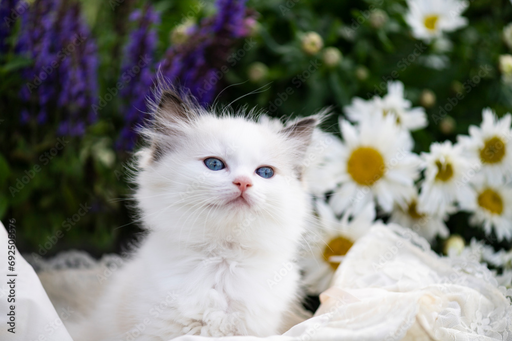 Fototapeta premium Ragdoll Kitten zwischen blühenden Blumen