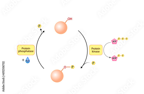 Phosphorylation and Dephosphorylation. Protein kinase, an enzyme that transfer phosphate from ATP to a protein. Phosphatase, an enzyme that removes a phosphate group from the phosphorylated protein.