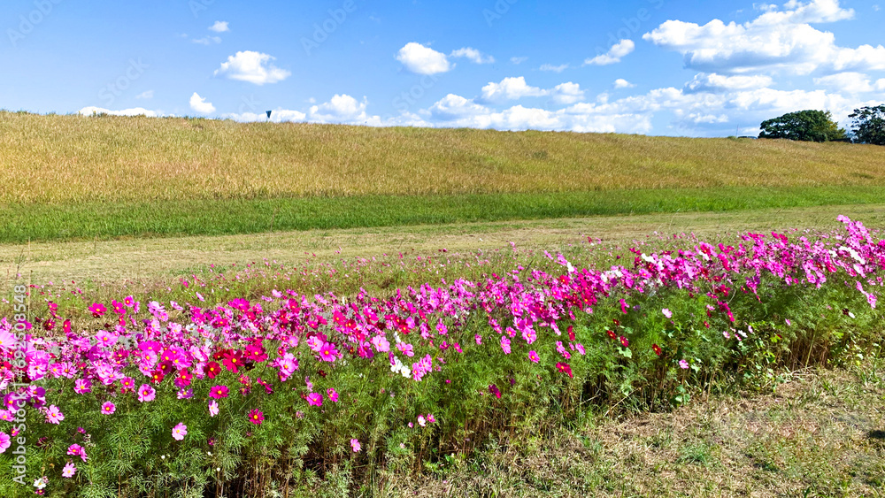 福岡県の遠賀川に咲くコスモス畑